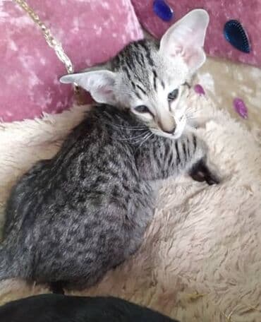 новорожденные котята: Ориентальная, 2 месяца, Мальчик, Рыжий, Приучена к лотку, Проглистована, С документами — 2