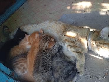 Мышыктар: Котята от домашней кошки - Окрас: рыжие (2), тигровые (2), чёрный (1) — 2