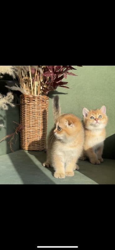 котенок в добрые руки: Плюшевые котята редкого окраса золотая шиншилла (возможны оттенки — 1