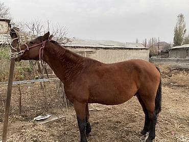 кальций для животных: 4 асый . Рост 165 Казан улак жана жер улак бар. Ортонун аты Буттары — 5