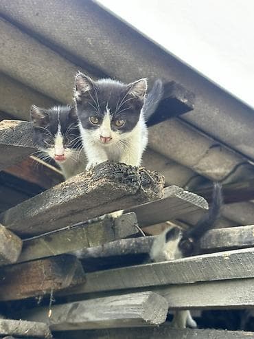 котенок даром: Кошка даром: Беспородная, 2 месяца, Девочка, Метис — 2