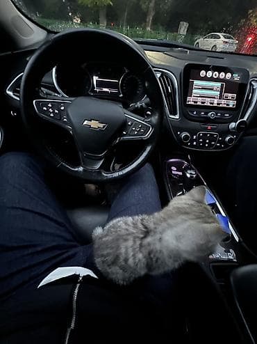 купить вислоухого шотландского котёнка: Скотиш Страйт (Шотландская прямоухая), 2 месяца, Мальчик, Серебристая шиншилла, Приучена к лотку — 4