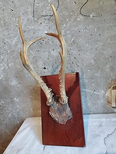 Декоративный настенный трофей: рога-вешалка косули на деревянной — 1