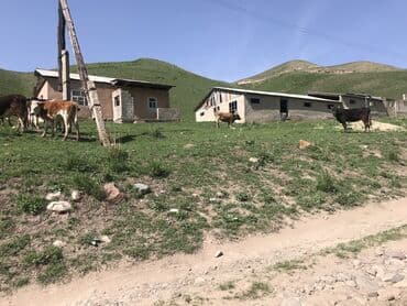 дом арча бешик ак орго: Сдаю в аренду кошару сарай Чуйский район Чуйская область село Шамши — 2