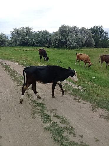 бирка для животных: Продаю | Корова (самка) | Для разведения | Нетель — 2