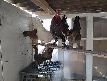 брама кохинхин цыплята: Продаю | Куры | Домашняя | Для разведения — 3