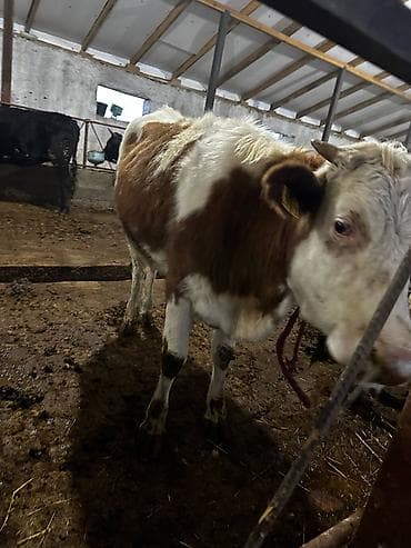 доильный апарат: Продаю | Корова (самка) | Для разведения — 3