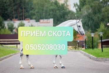 купить измельчитель травы и сена: Куплю | Коровы, быки, Лошади, кони | Круглосуточно, Любое состояние, Забитый — 1