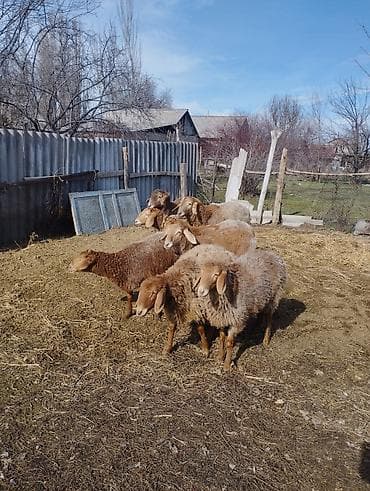 Продаю | Ягненок | Арашан | Для разведения | Ярка