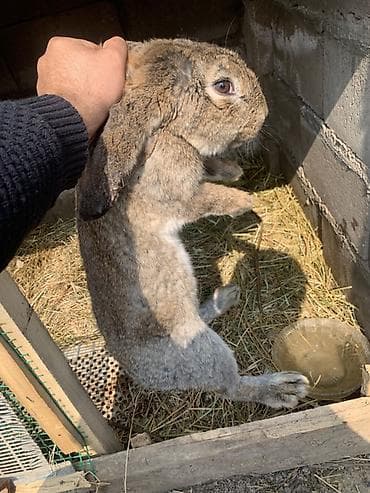 Баран, овца: Продаю | Кролик самец | Серый великан, Фландр, Французский баран | Для разведения — 9