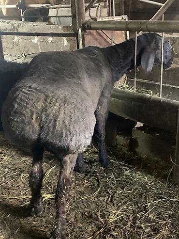 чистый алабай: Продаю | Баран (самец) | Для разведения | Племенные — 3