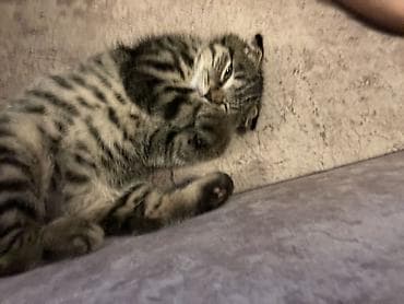 cat sofa: Скотиш Фолд (Шотландская вислоухая), 3 месяца, Девочка, Приучена к лотку, Проглистована — 1