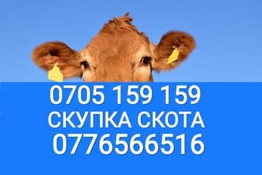 продажа быков: Куплю | Коровы, быки, Лошади, кони, Другие с/х животные | Круглосуточно, Любое состояние, Забитый — 1