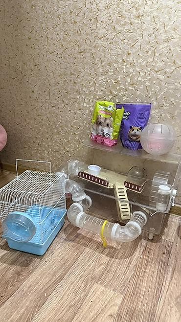 сколько стоят хомяки: Комплект для содержания хомяка + наполнитель и корм двух видов — 1