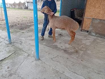 сони грей: Продаю | Овца (самка) | Арашан — 3