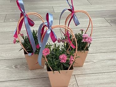 Сингониумы: Каланхоэ в декоративном пакете‑кашпо “Specially” - Живые горшечные — 8