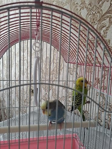 Клетка для волнистых попугаев с комплектом аксессуаров - Форма: купол