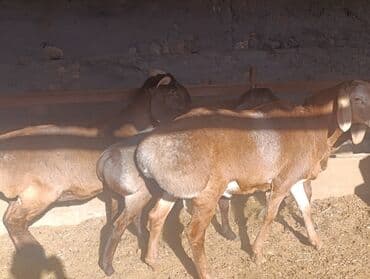 сколько стоит питбуль собака: Продаю | Баран (самец) | Для разведения | Племенные — 3