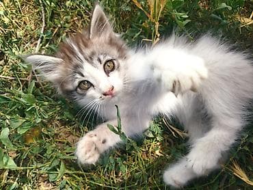 Животные: Котята, пушистые и игривые. Описание: - Окрас: белый с рыжими и — 1