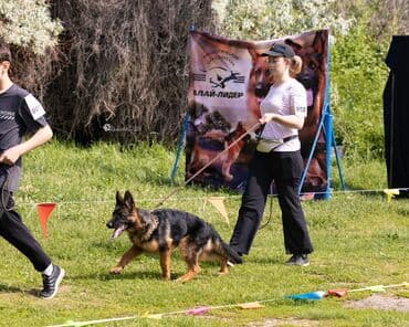 немецкая овчарка сколько стоит: Немецкая овчарка, 2 месяца, Самка, С прививкой, С родословной — 6