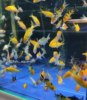 продаю рыбы: Новое поступление золотых рыбок! Разные виды! Коя платина вуаль также — 4