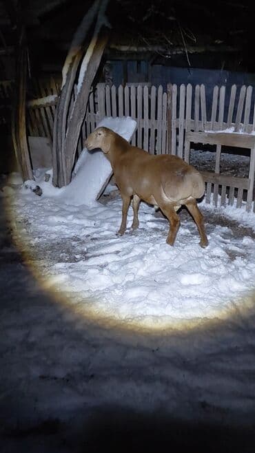 объявления о найденных животных: Продаю | Ягненок, Баран (самец) | Арашан | Для разведения | Племенные, Осеменитель — 2