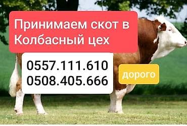 Колбасный цех : Коровы, быки, | На забой, на мясо