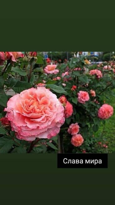 теплица цветы бишкек: Черенки цветка: Розы — 3