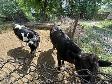 куры брама кохинхин: Продаем телок на разведение — 5