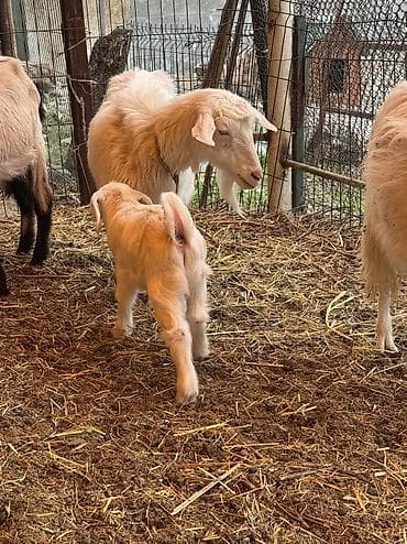 кара балта животные: Продаю | Козлёнок | Полукровка | На забой | Племенные — 7