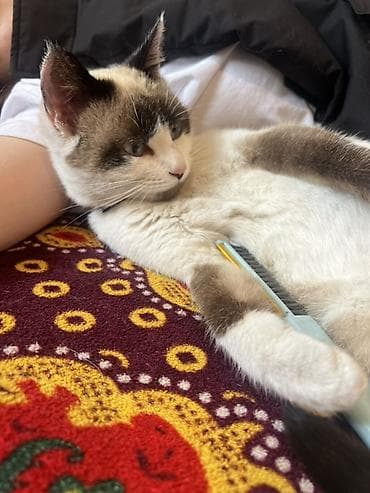 кошка тайская: 1 год, Девочка, Приучена к лотку, Проглистована, С прививками — 3