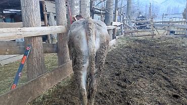 голштинская корова: Продаю | Тёлка | На откорм | Привязанные — 4