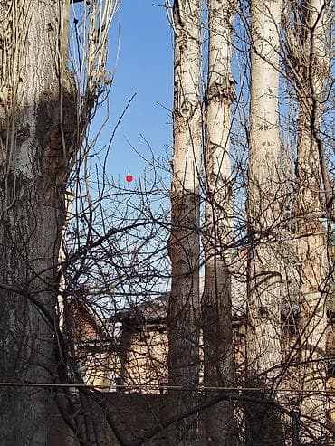 колю дрова: Тополь «на корню» во дворе частного дома. - Деревья взрослые — 2