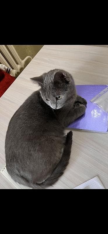 белая сибирская кошка: Британская короткошёрстная, 2 года, Мальчик, Голубой, Приучена к лотку — 2