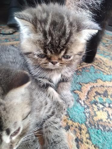 Животные: Шотландские котята. 1,5 месяца. 2з девочки, мальчик на брони — 5