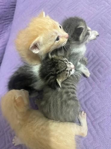 отдам даром котята: Котята-домашние малыши - Возраст: новорождённые, ещё молочного — 2