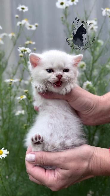 бенгальские кошки: Британская короткошёрстная, 1 месяц, Девочка, Серебристая шиншилла, Приучена к лотку, Проглистована, С документами — 10