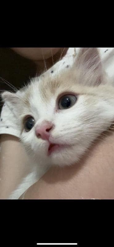 scottish fold: 2 месяца, Мальчик, Белый — 1