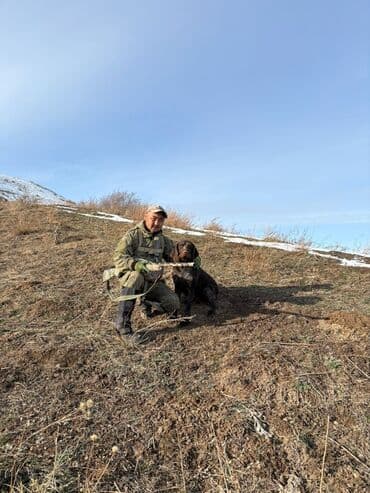 Вязка собак: Немецкий дратхаар, кобель. Крупный, крепкий формат, жёсткая — 1