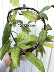 продажа аквариума: Продаю бегонии декоративно-лиственные, хою Лиза, Хойя кудрявая, хойя — 4