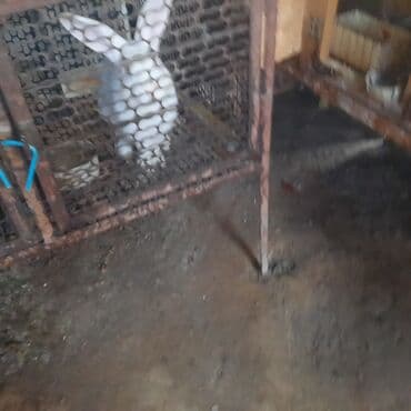 токмок козу: Бакма коёндор — 2