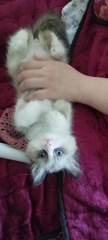 манчкин котята купить: Ангорская, 2 месяца, Девочка, Метис — 2