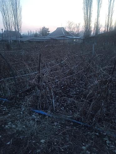 Саженцы малины Геракл ремонтантные