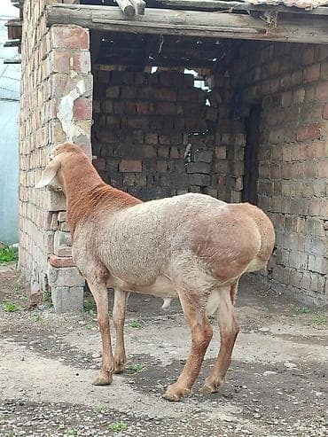 Үй жаныбарлары: Сатам | Кочкор (эркек) | Көбөйтүү үчүн | Асыл тукумдуу — 1