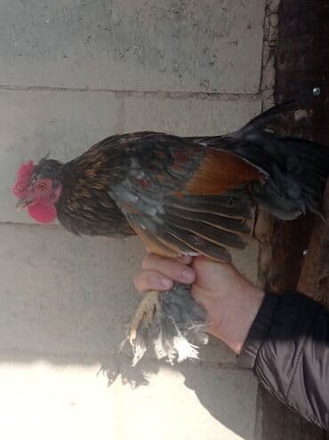 наполнители для кошек: Декоративные петушки 2 шт — 2