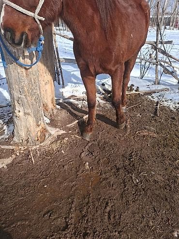 кобыла бээ: Продаю | Жеребец | Рабочий — 1