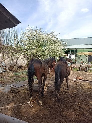 chi su: Продаю | Жеребец | Для разведения — 3