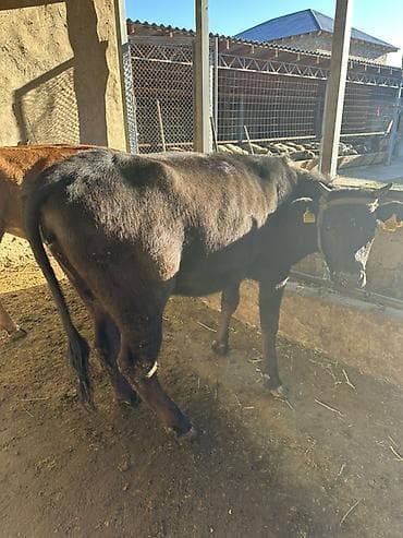 молочный телята: Продаю | Корова (самка), Тёлка, Музоо, торпок | Полукровка | На откорм | Привязанные — 4