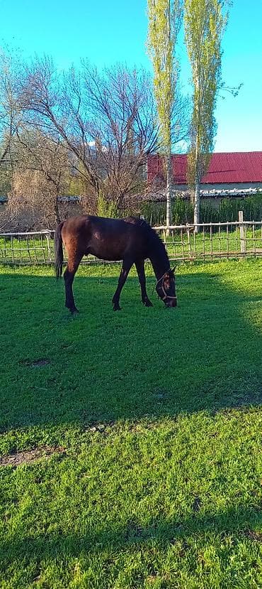 коный спорт: Продаю | Кобыла (самка) | Рабочий | Мерин — 5