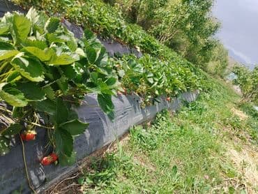 земли сельскохозяйственного назначения кр: 15 соток, Для строительства, Красная книга, Тех паспорт, Договор купли-продажи — 5